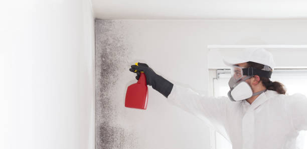 Best Bathroom Mold Remediation in Breese, IL