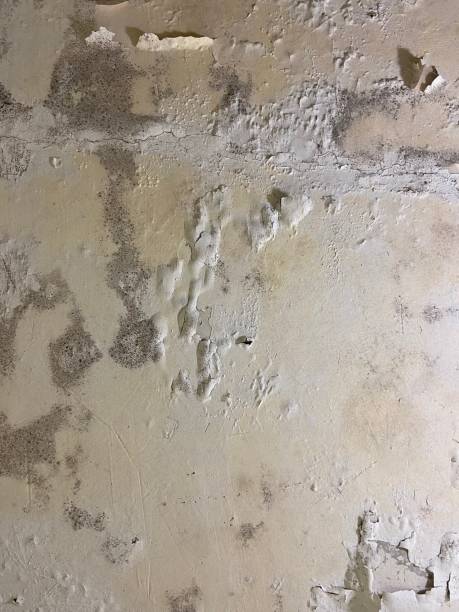 Best White Mold Remediation in Breese, IL