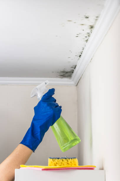 Best Residential Mold Remediation in Breese, IL